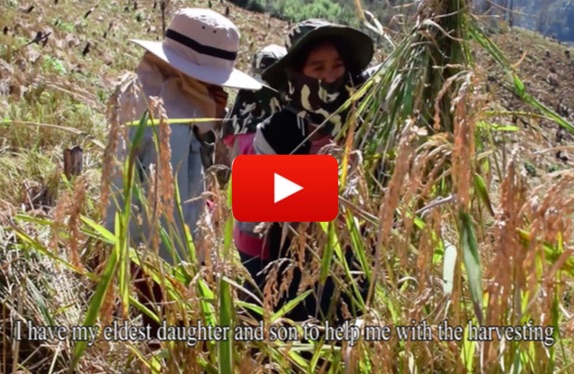 ເບິ່ງປະຊາຊົນບ້ານຫ້ວຍແລນ ກ່ຽວເຂົ້າ, ກອງເຂົ້າ ແລະການເກັບຮັກສາຜົນລະປູກ