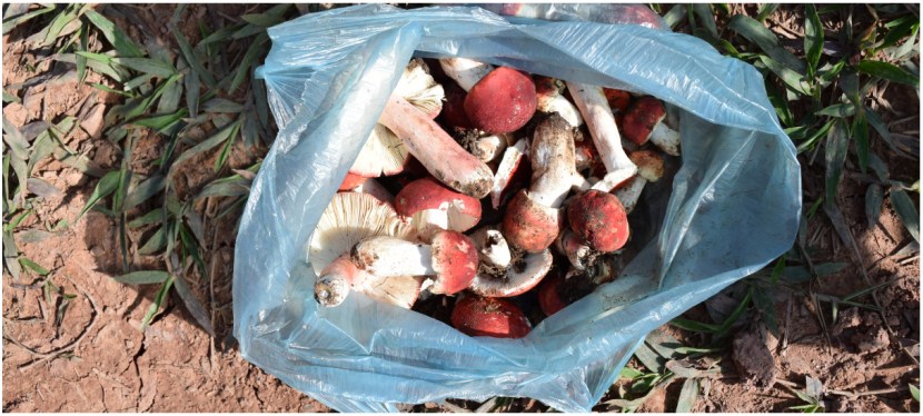 ການຈ່າຍຄ່າຮຽນຜ່ານການເກັບເຫັດ  Paying for School, One Mushroom at a&nbsp;Time