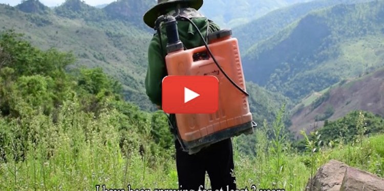 ເບິ່ງລະດູການຜະລິດຢູ່ບ້ານສັນໂດນກໍ ວ່າເປັນແນວໃດ